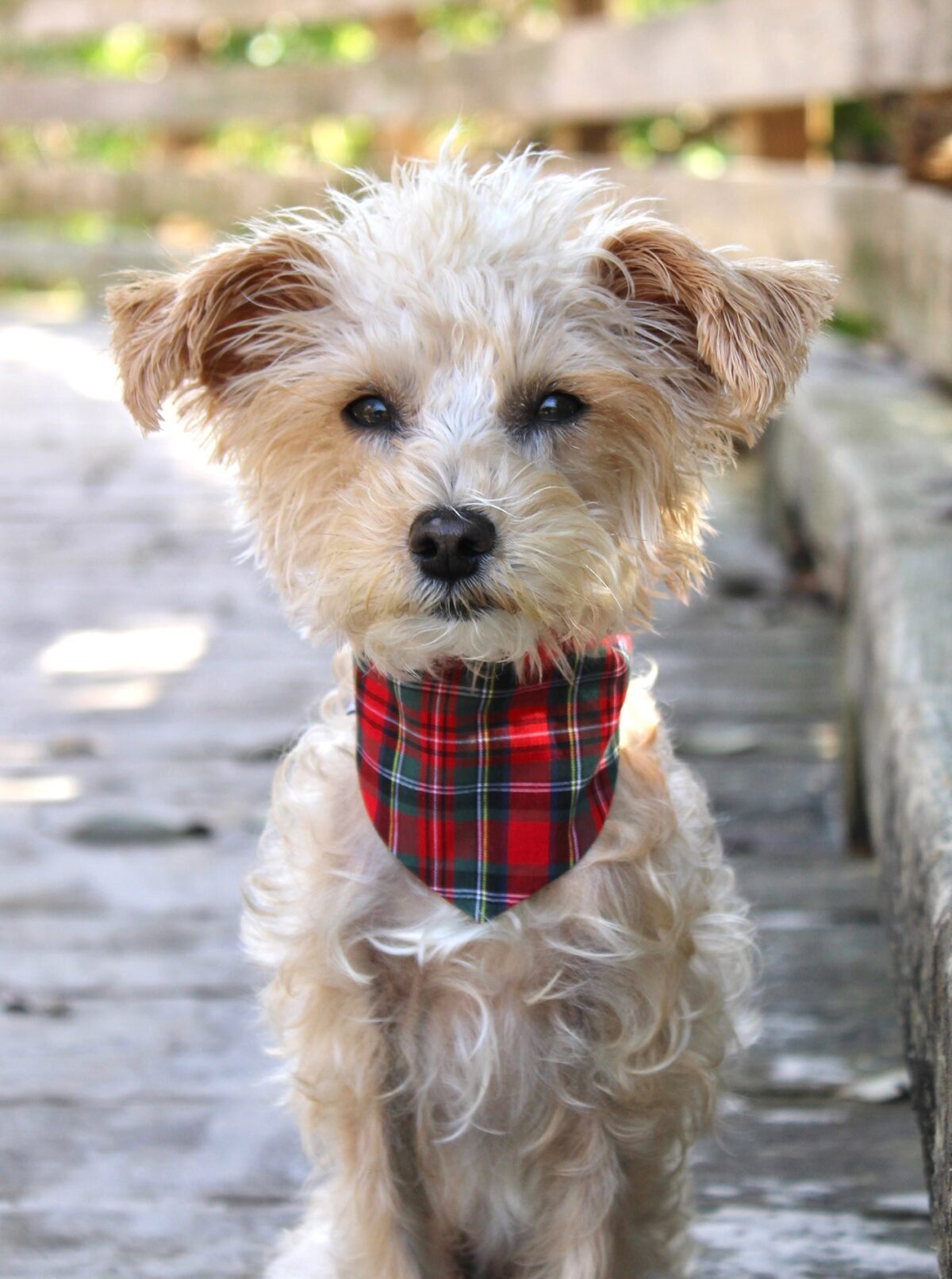 WINTER BANDANA - Image 21