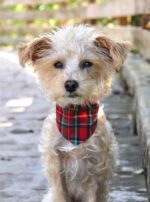 WINTER BANDANA - Image 21