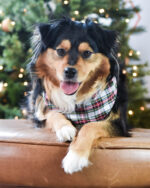 WINTER BANDANA - Image 4