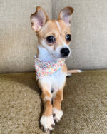FLORAL BANDANA - Image 5